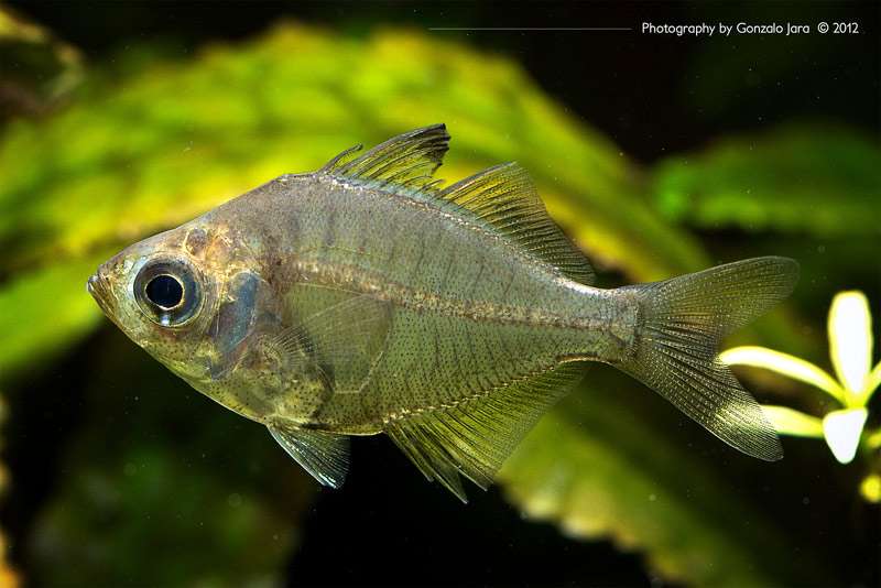 Индийский стеклянный окунь (Parambassis ranga), фото фотография аквариумные рыбки