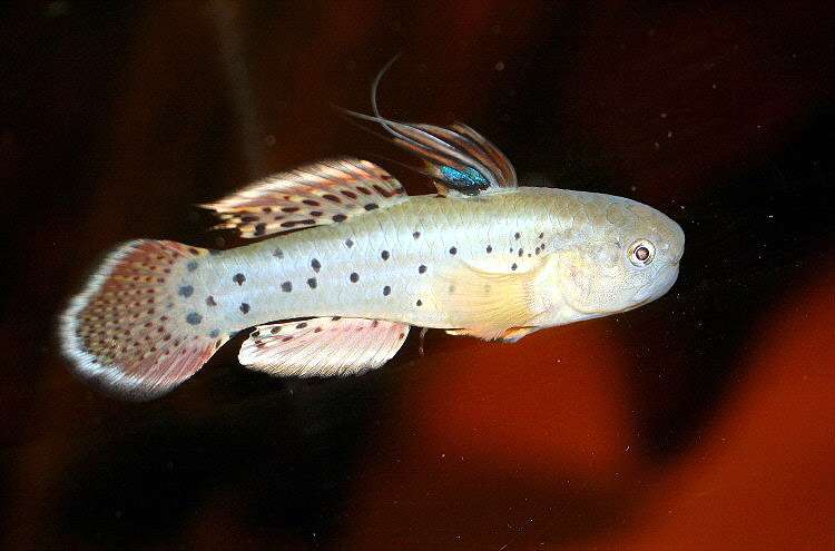Пресноводный стигматогобиус (Stigmatogobius sadanundio), фото фотография окунеобразные рыбы