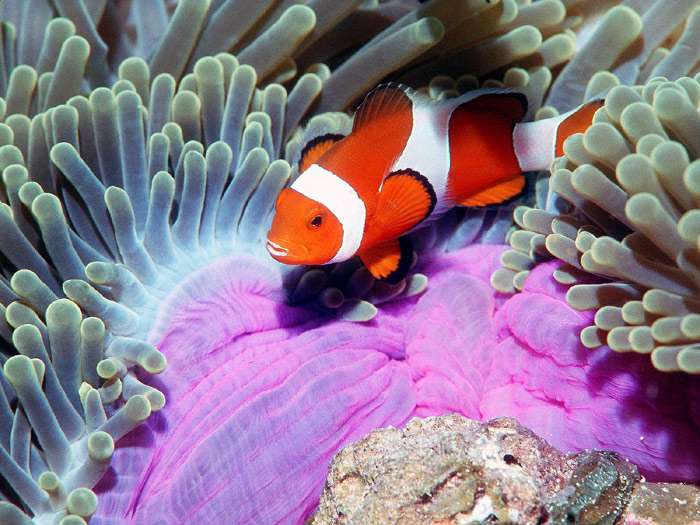 Амфиприон-клоун, рыба-клоун, оранжевый амфиприон (Amphiprion percula), фото фотография морские рыбы