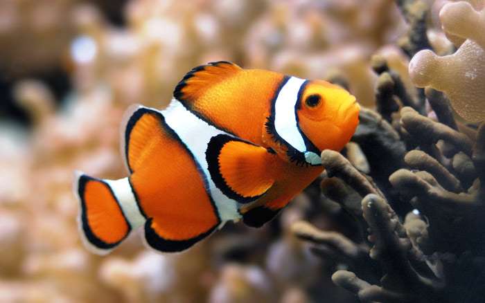 Оранжевый амфиприон (Amphiprion percula), фото фотография аквариумные рыбы
