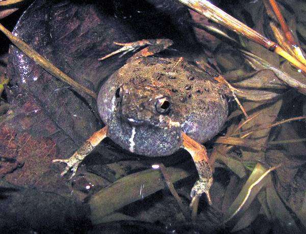 Лягушка-тунгара (Engystomops pustulosus), фото новости о животных фотография амфибии
