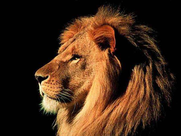 Лев, гомойотермное (теплокровное) животное, млекопитающии, фото хищники фотография