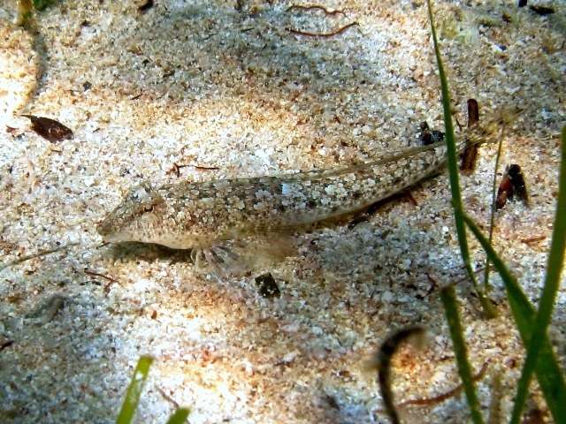 Малая морская мышь, серая пескарка (Callionymus risso), фото фотография морские рыбы