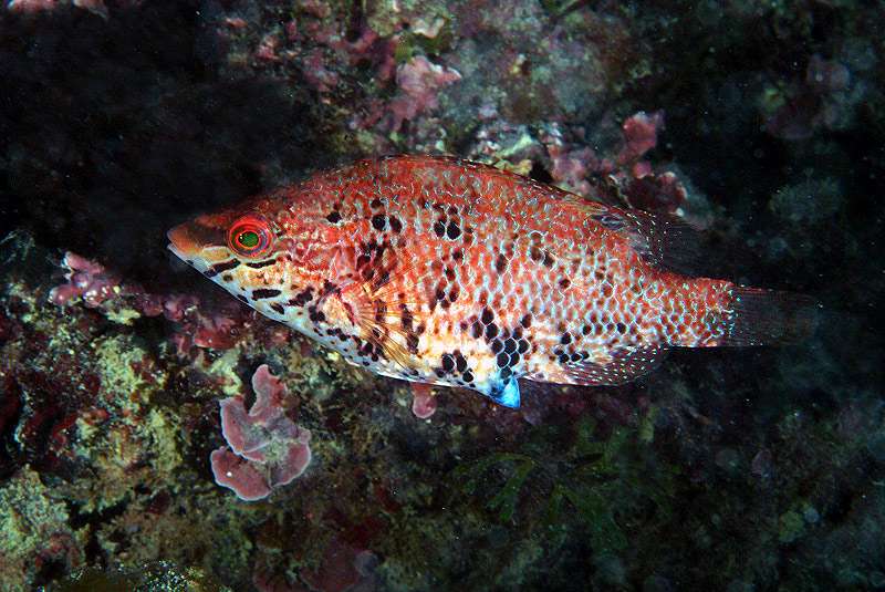 Губан-перепелка (Symphodus roissali), фото фотография морские рыбы