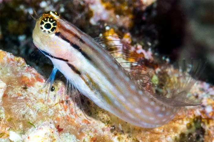Гребнезубый эксен (Ecsenius dentex), фото фотография рыбки