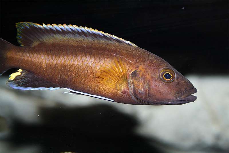 Меланохромис черноплавничный, меланохромис однополосый (Melanochromis melanopterus), фото фотография аквариумные рыбы
