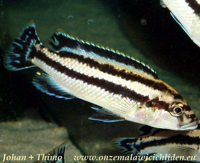 Меланохромис черноплавничный (Melanochromis melanopterus), фото фотография аквариумные рыбки