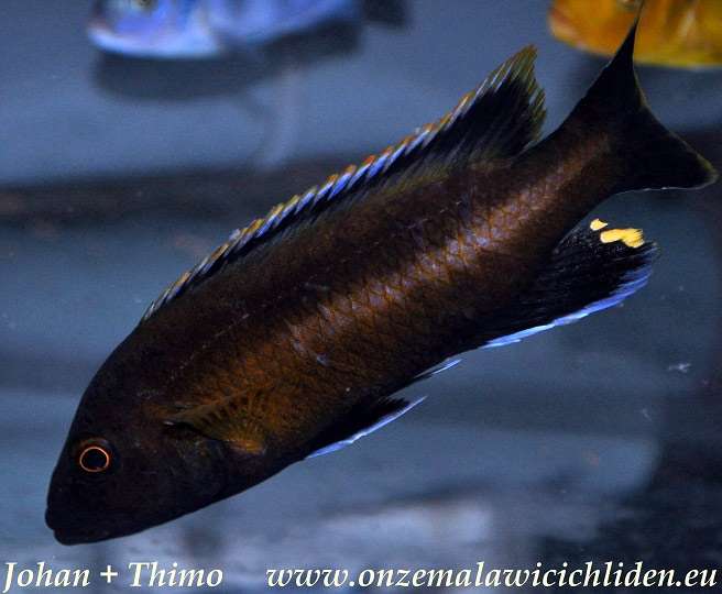 Меланохромис черноплавничный (Melanochromis melanopterus), фото фотография цихлиды рыбы