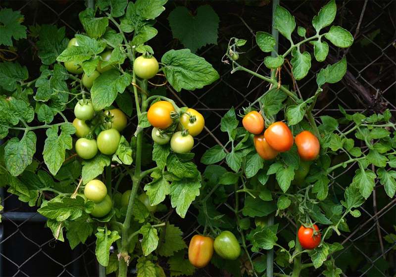 Кусты помидоров, фото фотография овощи
