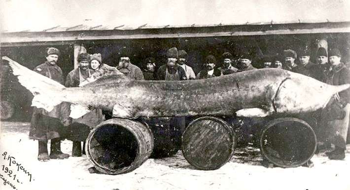 Крупная белуга, фото фотография осетровые рыбы рекордсмены