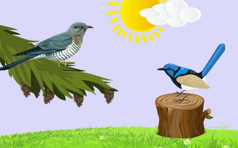 Кукушка хвастается перед птицами, рисунок иллюстрация к сказке