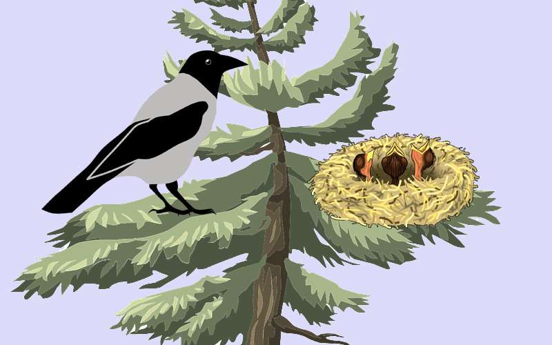Ворона около гнезда с птенцами, рисунок иллюстрация к сказке