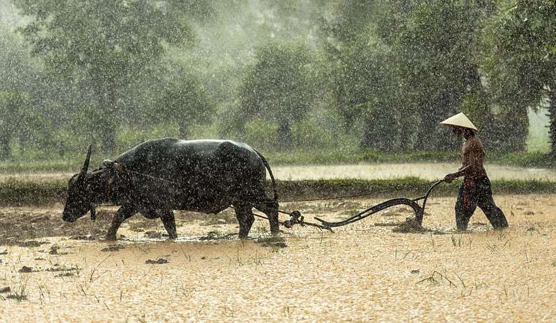 Человек пашет землю на буйволе, фото фотография иллюстрация для сказки