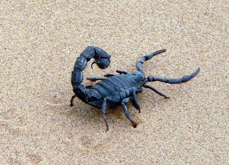 Черный скорпион на песке, фото фотография членистоногие