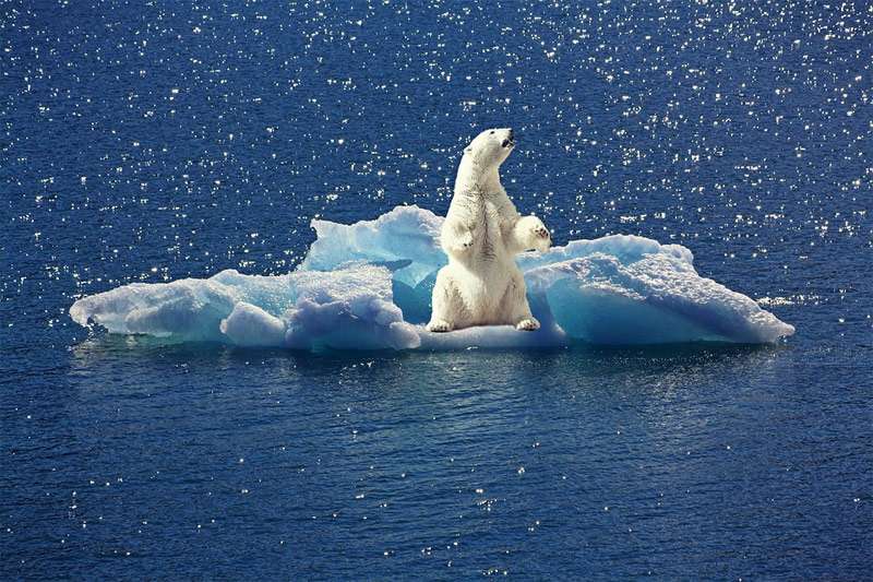Белый, или полярный медведь (Ursus maritimus), фото фотография новости о хищниках