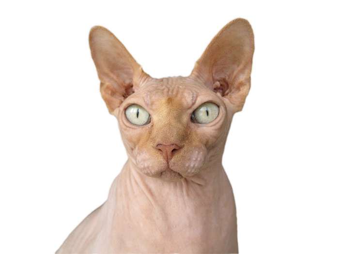 Канадский сфинкс, породы кошек фото фотография