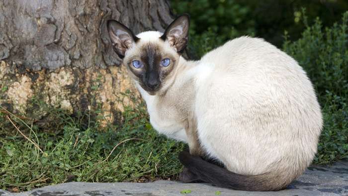 Сиамская кошка, фото фотография породы кошек