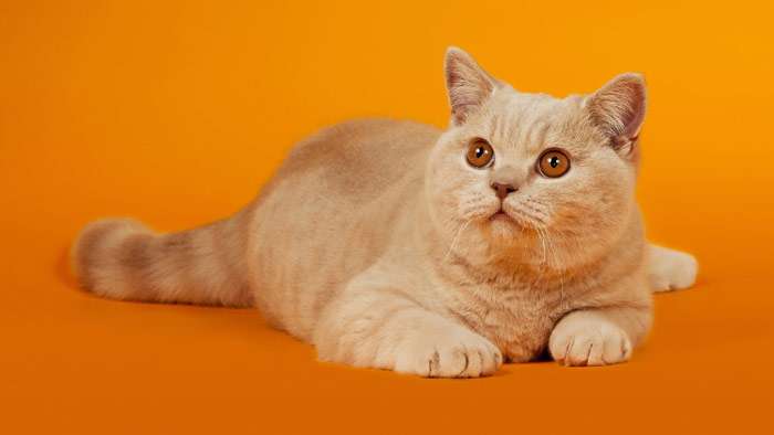 Британская кошка, фото фотография породы кошек