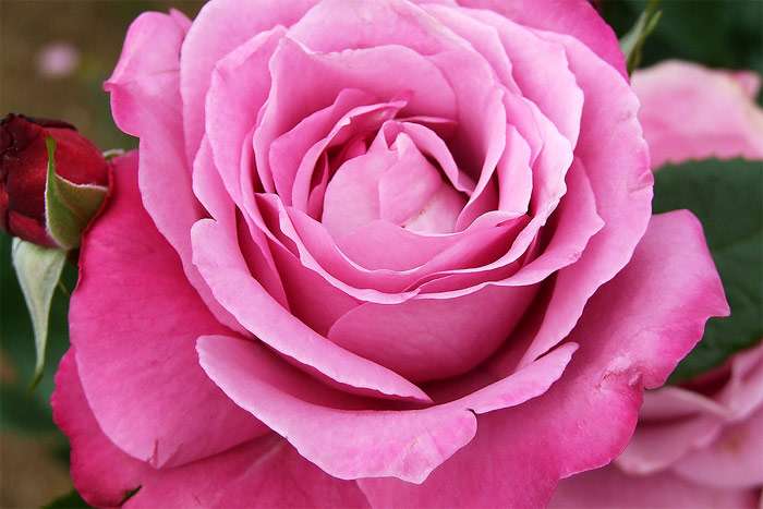 Роза сорта Блю Парфюм, фото фотография цветы