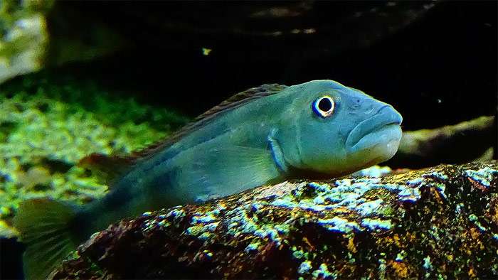 Стеатокранус сизый (Steatocranus tinanti), фото фотография цихлиды рыбы