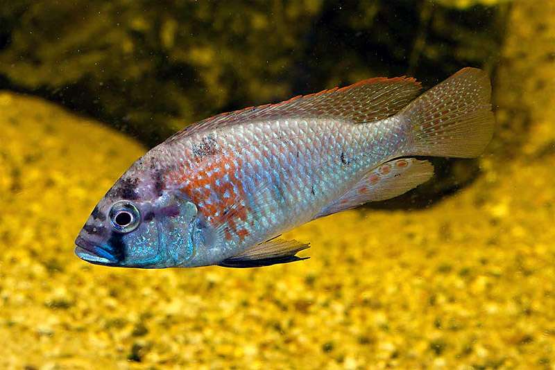 Астатотиляпия Бёртона (Astatotilapia burtoni), фото фотография аквариумные рыбы