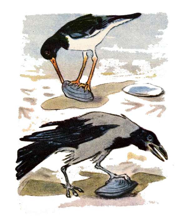 Ворона пытается открыть раковину беззубки, рисунок иллюстрация к сказке