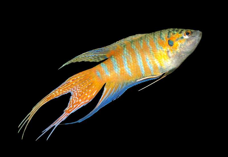Макропод (Macropodus opercularis), фото фотография аквариумные рыбы