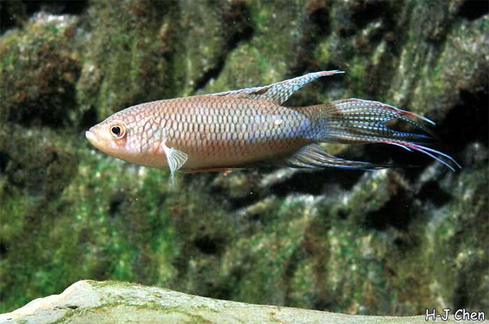 Макропод черный (Macropodus spechti), фото рыбы