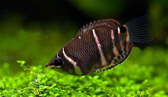 Шоколадный гурами (Sphaerichthys osphromenoides), фото фотография лабиринтовые рыбы