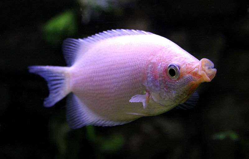 Гурами целующийся, хелостома (Helostoma temminkii), фото фотография аквариумные рыбы