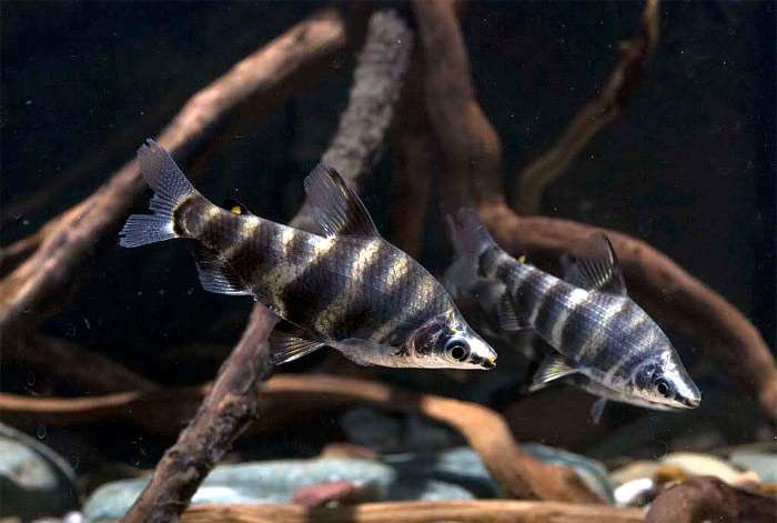 Абрамитес мраморный (Abramites hypselonotus), фото фотография харациновые рыбы