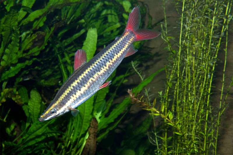 Аностомус обыкновенный (Anostomus anostomus), фото фотография аквариумные рыбы