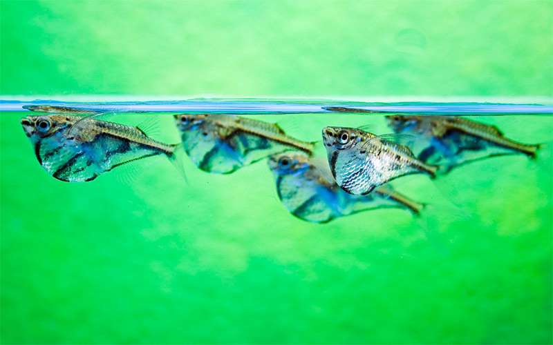 Полосатая карнегиелла, мраморная карнегиелла, клинобрюшка мраморная, рыба-топорик (Carnegiella strigata), фото фотография аквариумные рыбы