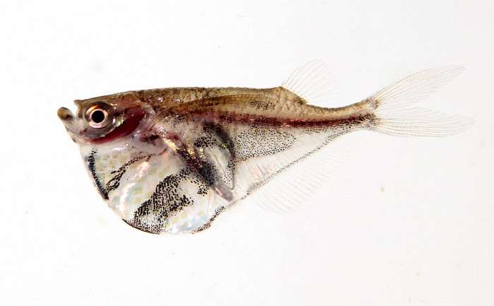 Клинобрюшка мраморная, рыба-топорик (Carnegiella strigata), фото фотография рыбы