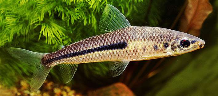 Чернолинейный лепорин (Leporinus nigrotaeniatus), фото фотография рыбки
