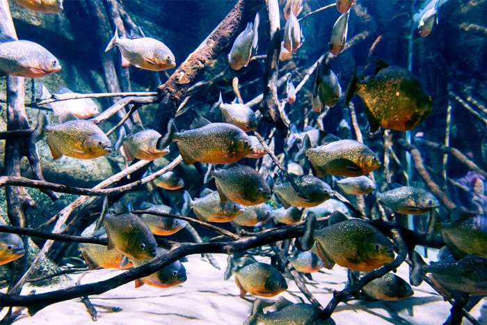 Пираньи в аквариуме, фото фотография аквариумные рыбки