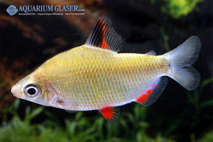 Дистиход красноплавничный (Distichodus affinis), фото фотография карповые рыбы