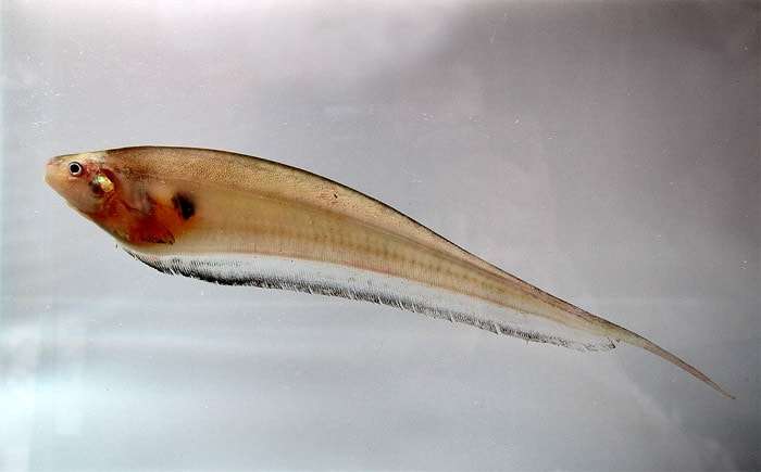 Эйгенманния (Eigenmannia sp.), фото фотография рыбки