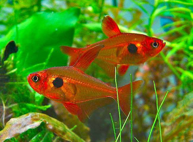 Красный фантом (лат. Hyphessobrycon sweglesi), фото фотография аквариумные рыбки