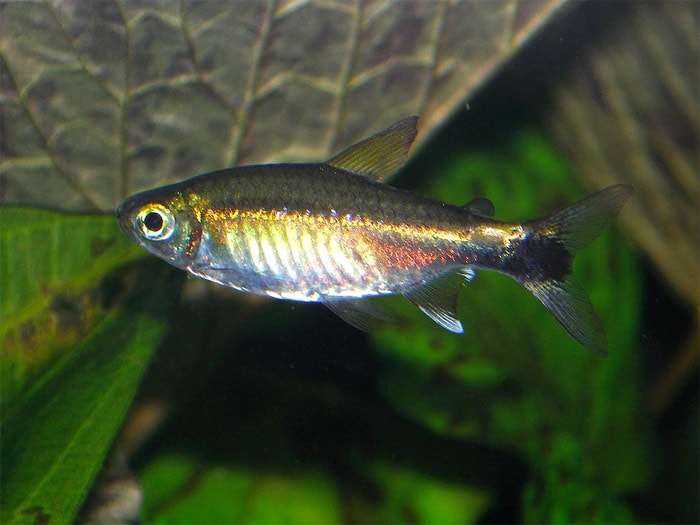 Зелёный неон (Hemigrammus hyanuary), фото фотография рыбы