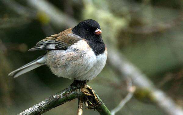 Серый юнко (Junco hyemalis), изображение птицы картинка