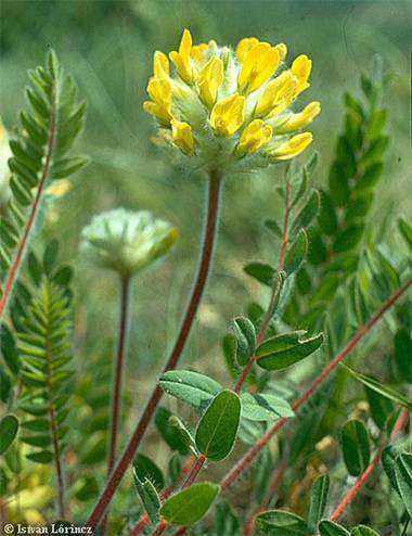 Астрагал шерстистоцветковый (Astragalus dasyanthus), шерстистоцветковый астрагал, фото лекарственные растения фотография