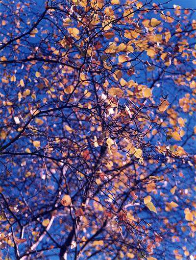 Береза бородавчатая, береза повислая (Betula pendula) листья осенью, фото лекарственные растения фотография