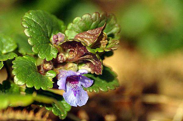 Будра плющевидная (Glechoma hederacea), фото лекарственные растения фотография