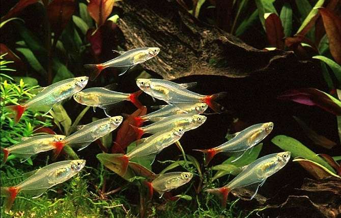 Стекловидная тетра, стеклянная тетра, прионобрама (Prionobrama filigera), фото фотография аквариумные рыбы