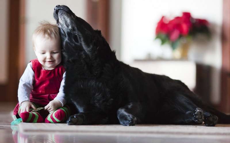 Малыш и черная собака, фото фотография новости о животных