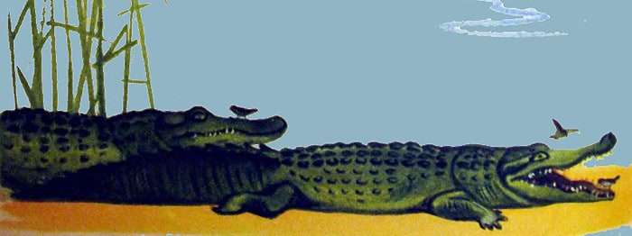 Крокодилы, рисунок иллюстрация
