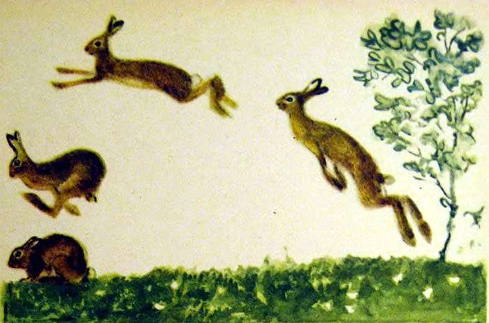 Играют зайцы в чехарду, рисунок иллюстрация