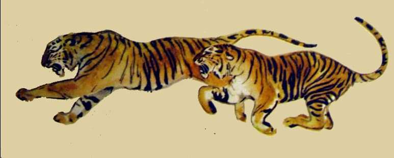 Играющие тигры, рисунок иллюстрация