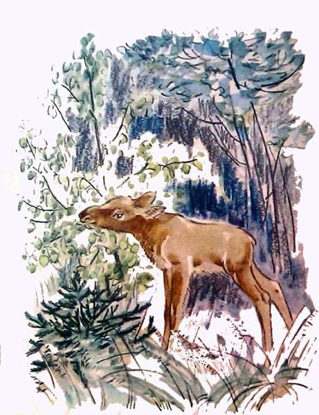 Лосенок в лесу, рисунок иллюстрация